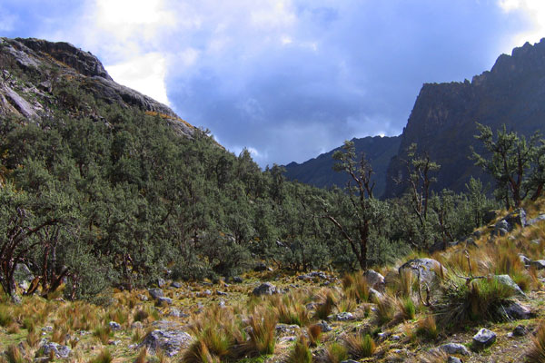 día de la madre tierra, bosque en Áncash