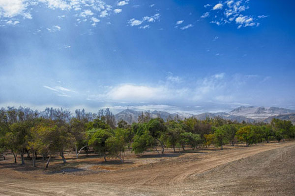 Bosque de Huarmey, Áncash