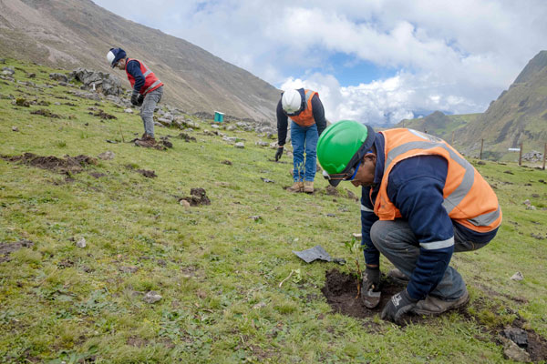 forestación en provincia de Huari Áncash