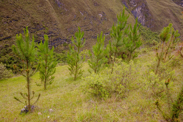 plantones sembrados en Huari