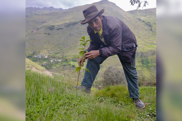 forestación en provincia de Huari, Áncash
