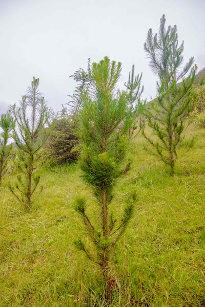 forestación en Huari