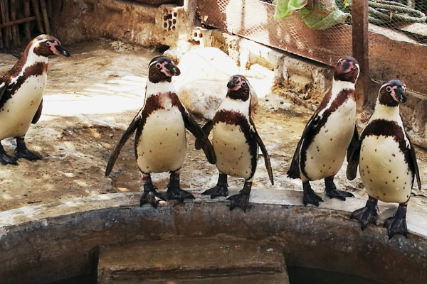 pingüinos en Huarmey