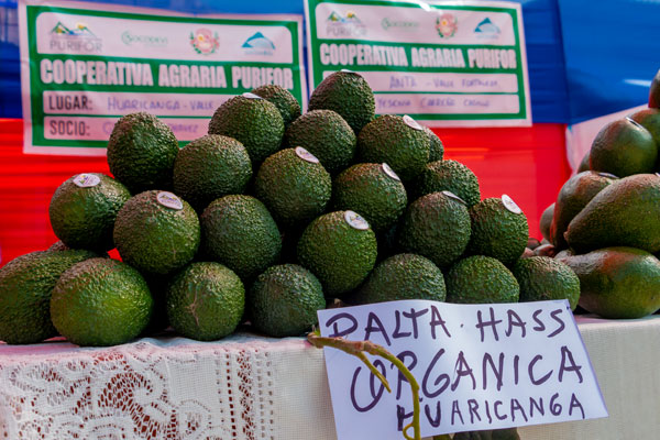 palta Hass
