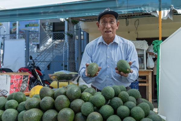 palta Áncash