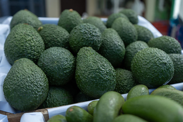 palta de Chasquitambo