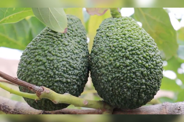 palta Hass - día del campesino