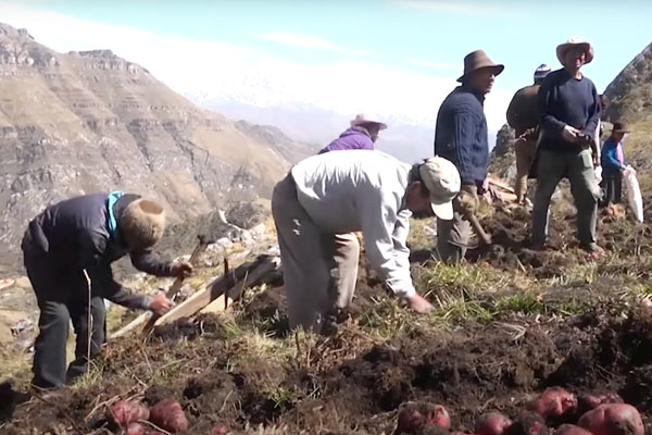 día del campesino