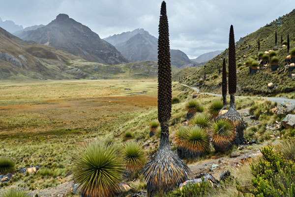 Puya Raimondi