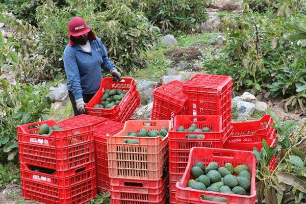 Alianza con Talsa Agroexport permite exportar palta hass.