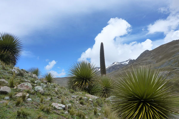 Puya Raimondi La Puya Raimondi puede vivir entre los 40 y 100 años.