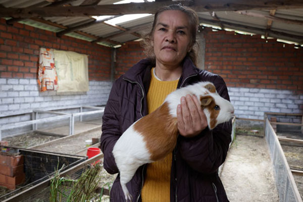 Día Internacional de las mujeres rurales Día Internacional de las mujeres rurales: Las mujeres también son responsables de la crianza tecnificada de cuy en diversas zonas de Áncash.