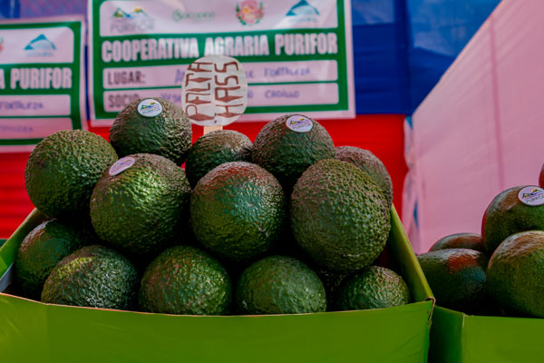 Día Mundial de la Alimentación Día Mundial de la Alimentación: palta hass