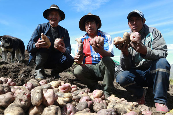 Día mundial de la alimentación 2024 Día mundial de la alimentación: papas nativas