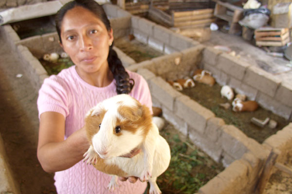 día nacional del cuy Día Nacional del Cuy: Productores de cuyes de Áncash se han beneficiado a partir del fortalecimiento de sus capacidades.