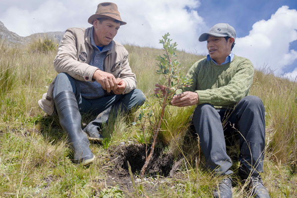 MERCO 2024: Impacto social de Antamina MERCO 2024: Impacto social de Antamina, forestación en Huari