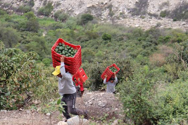 Valle Fortaleza: productores de palta