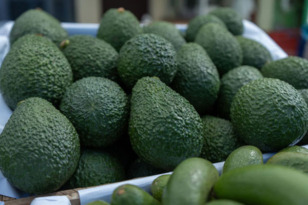 palta: El Perú es el segundo exportador de la palta a nivel mundial.
