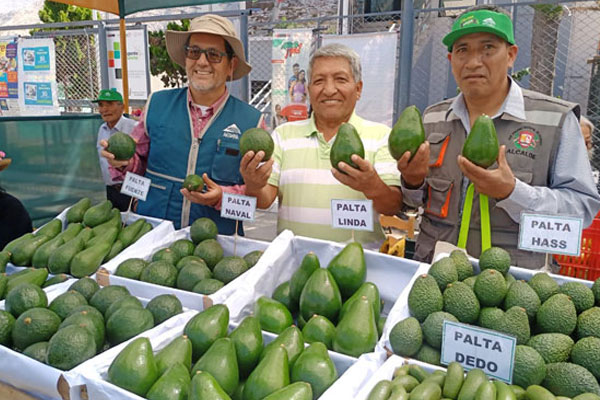 Valle Fortaleza: palta