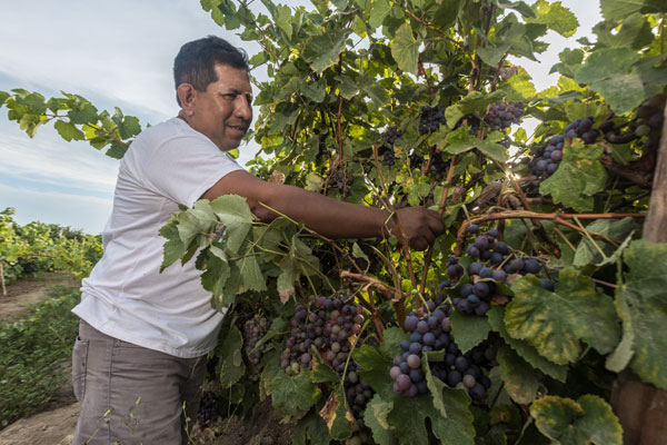 Vinos en Huarmey Vinos en Huarmey: Antamina ha venido brindando apoyo técnico especializado desde el 2022