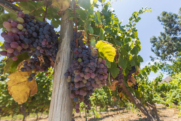 Vino en Huarmey Vino en Huarmey: Huarmey se ha venido posicionando como productor de vinos en Áncash.