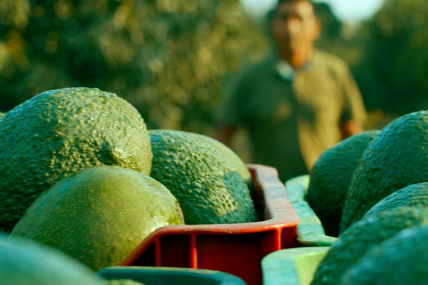Día del exportador Día del exportador: exportaciones de palta alcanzaron casi 600 mil tonelada en 2023
