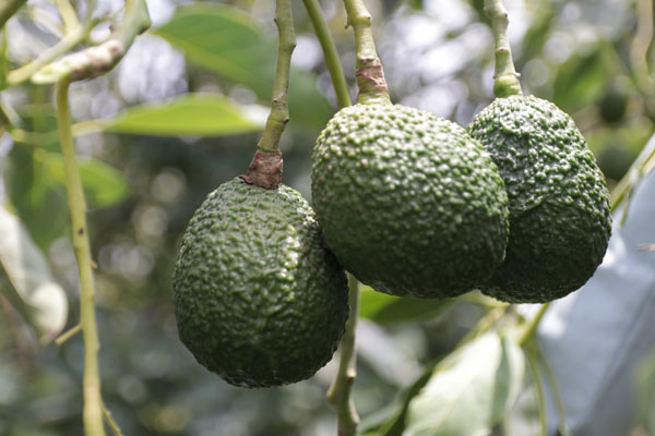 Día del exportador Día del exportador: Áncash es una de las 16 regiones que producen palta en el país.