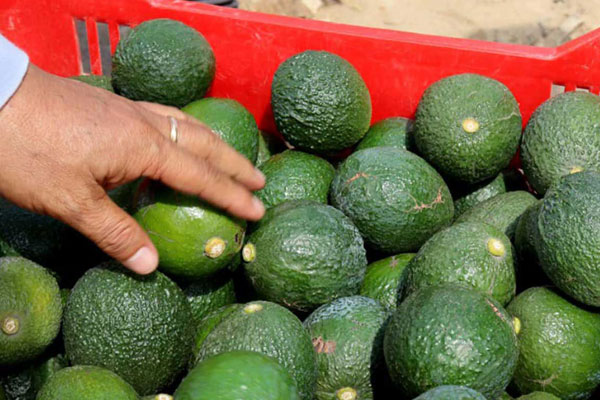 Cooperativa Puriflor: palta Cooperativa Puriflor: exportación de palta