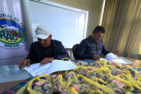 Papa nativa Santa Cruz de Pichiú: la entrega fue a la empresa comunal Comissa