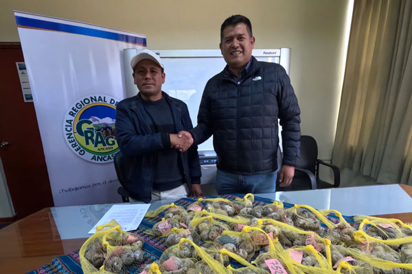 papa nativa en Santa Cruz de Pichiú: Algunas variedades de papas nativas pueden ofrecer un mayor rendimiento y calidad.