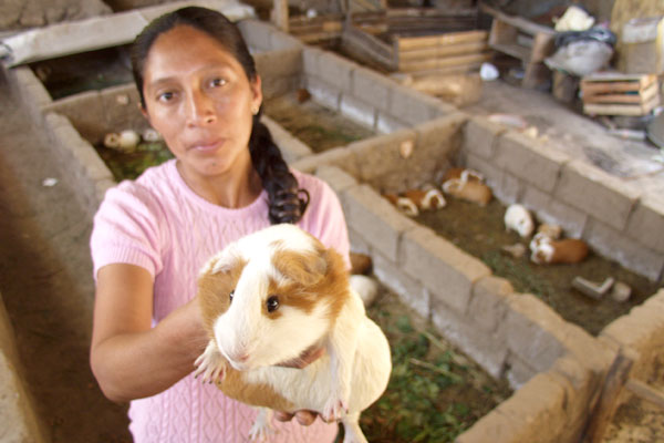 Día de los derechos humanos Día de los derechos humanos: proyectos de crianza de cuyes
