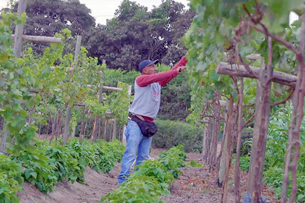 Logros de las comunidades 2024 Logros de las comunidades 2024: Huarmey productora de vinos