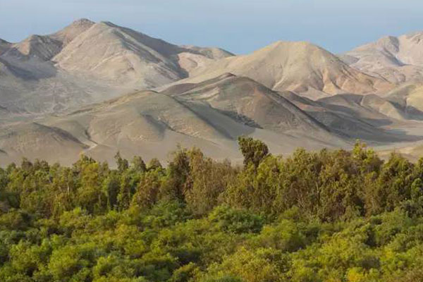 reducción de emisiones de CO2 reducción de emisiones de CO2: bosque de Huarmey