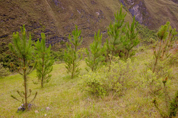 reducción de emisiones de CO2 reducción de emisiones de CO2: Huari