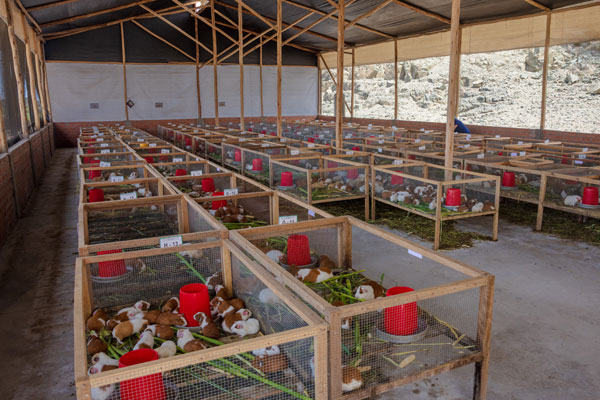 Centro de Producción de Reproductores de cuyes en Huarmey Centro de Producción de Reproductores de cuyes en Huarmey