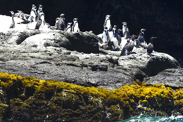 Día Mundial de la Vida Silvestre 2025 Día Mundial de la Vida Silvestre 2025: pingüinos de Humboldt