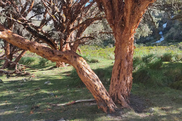 Día internacional de los bosques Día internacional de los bosques