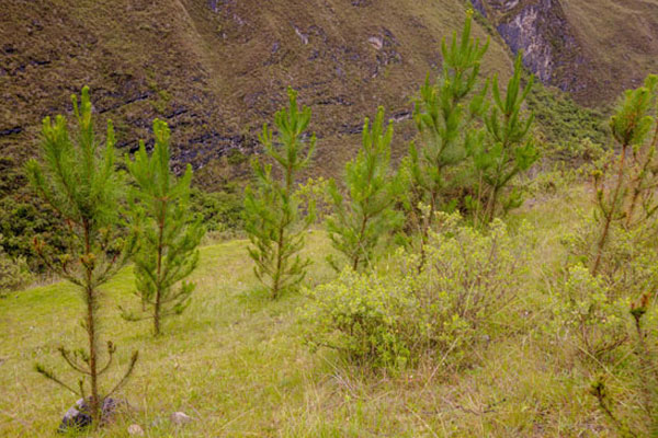 Día de los bosques Día de los bosques