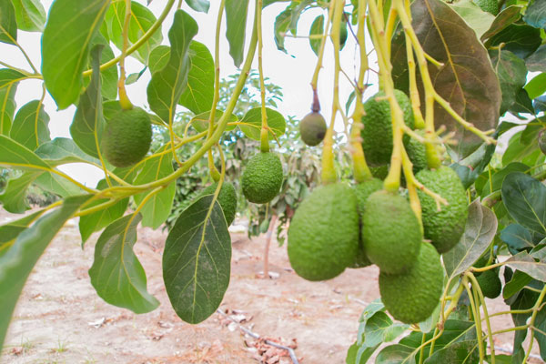 sembríos de palta en Huarmey sembríos de palta en Huarmey
