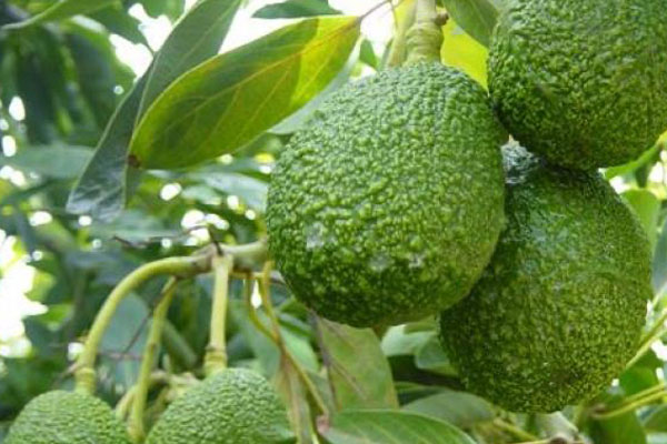 sembríos de palta sembríos de palta