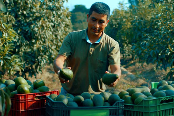 sembríos de palta sembríos de palta