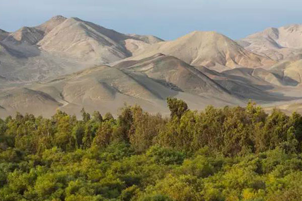 Día de la tierra 2025 Día de la tierra: bosque de Huarmey