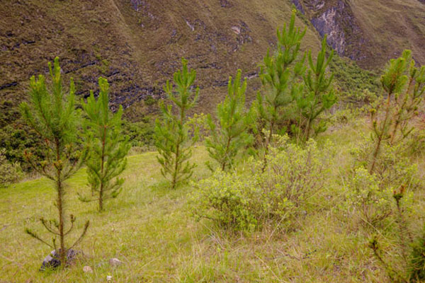 Día de la tierra 2025 Día de la tierra: forestación en Huari