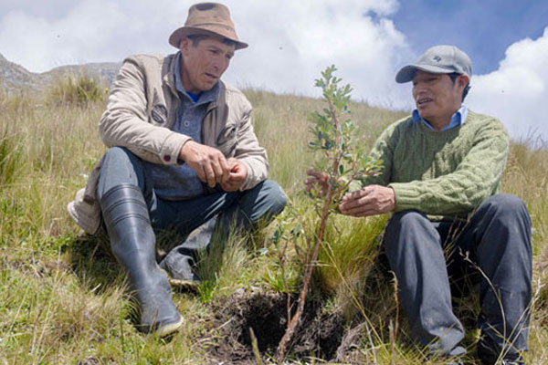Día de la tierra Día de la tierra: forestación en Huari