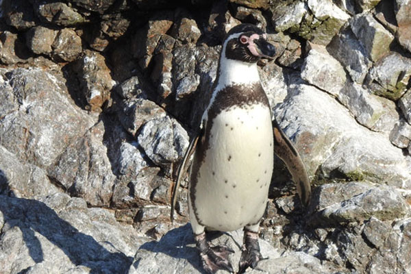 Día de la tierra 2025 Día de la tierra: Pingüino de Humboldt