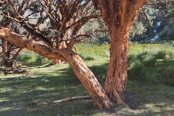 día de la diversidad biológica día de la diversidad biológica: bosques de quenuales