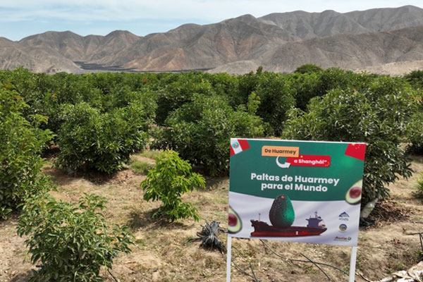exportación palta Huarmey exportación palta Huarmey