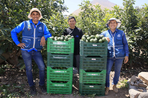 exportación de palta Valle Fortaleza exportación de palta Valle Fortaleza