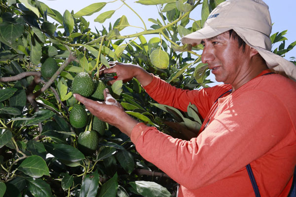 exportación de palta Valle Fortaleza exportación de palta Valle Fortaleza