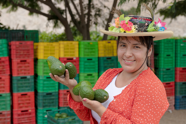 exportación de paltas exportación de paltas: productora de palta